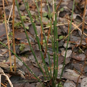 Asiūklis, šiurkštusis