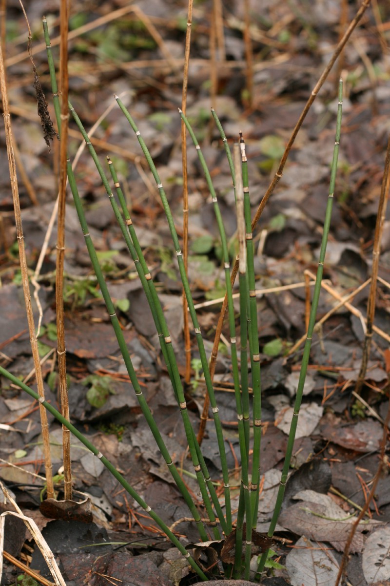 Asiūklis, šiurkštusis