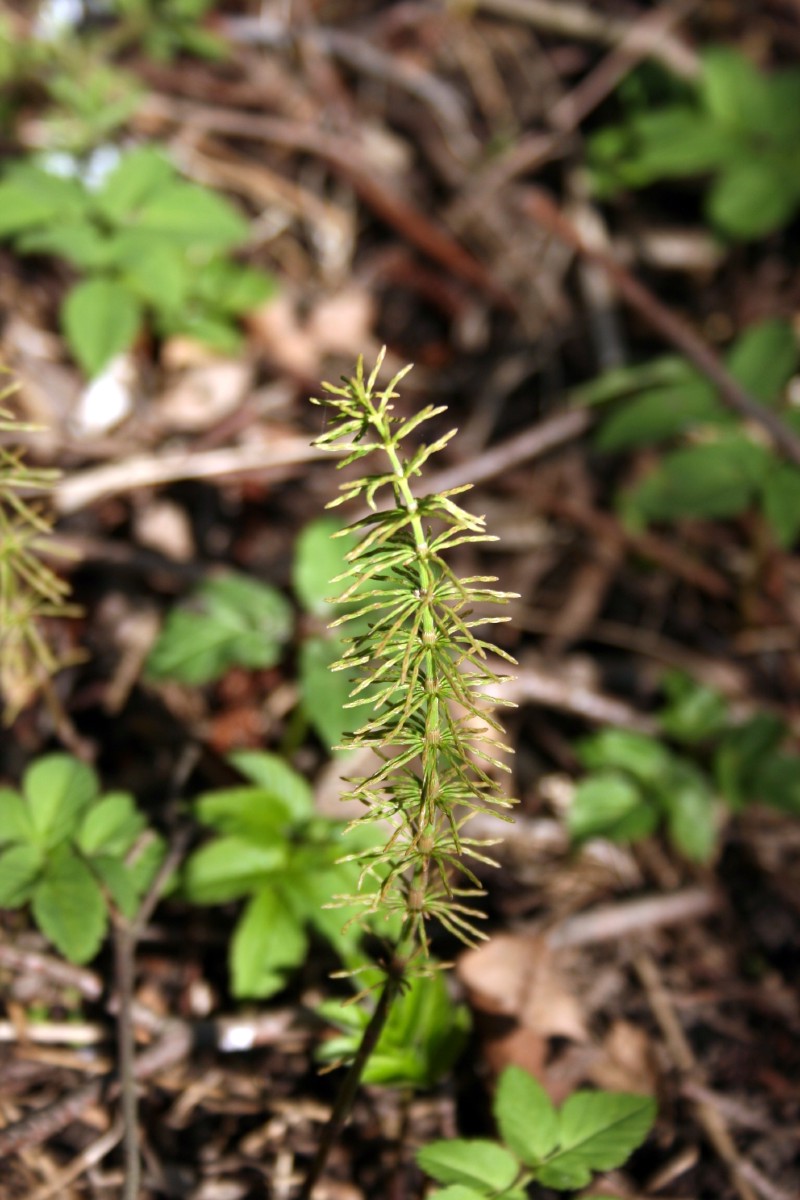 Asiūklis, ožkabarzdis