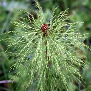 Asiūklis, miškinis