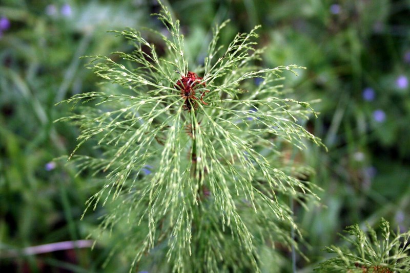 Asiūklis, miškinis