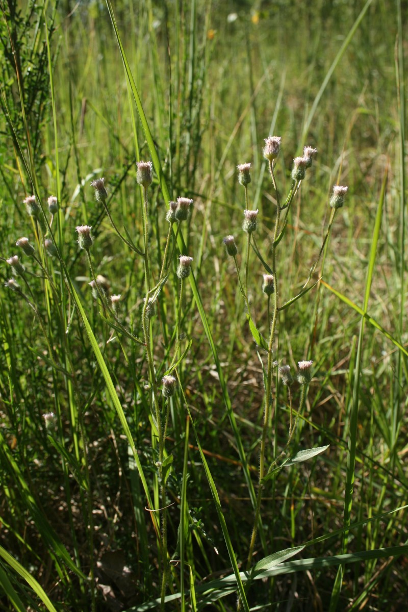 Šiušelė, karčioji