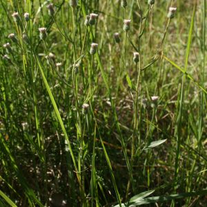 Šiušelė, karčioji