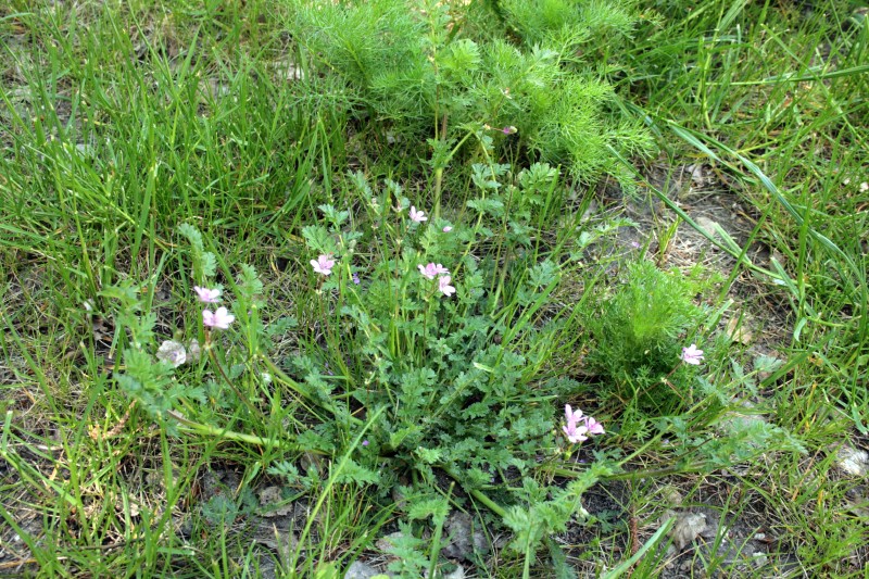 Dalgutis, paprastasis