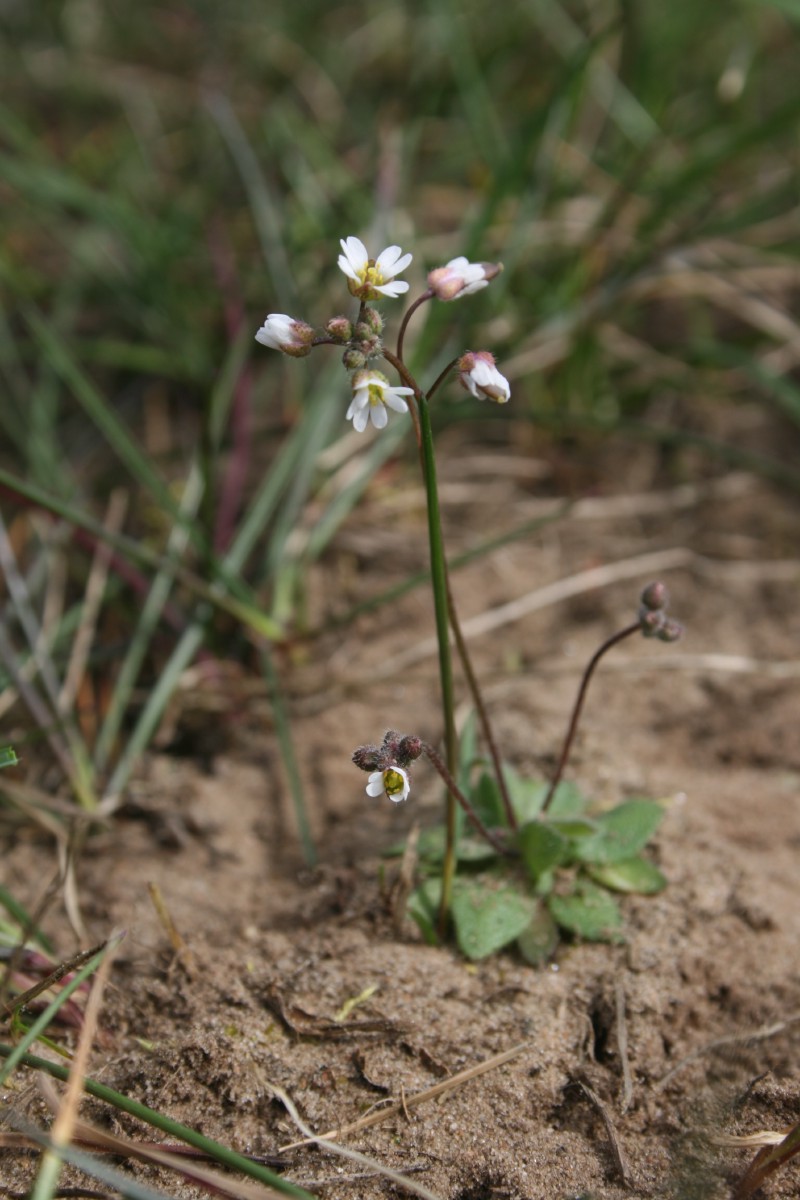 Ankstyvė, pavasarinė