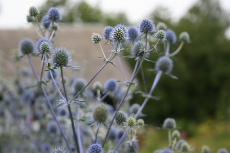 Zunda, plokščialapė