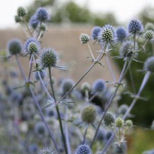 Zunda, plokščialapė