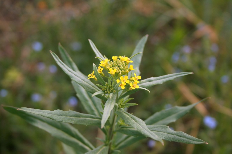 Tvertikas, smalkinis