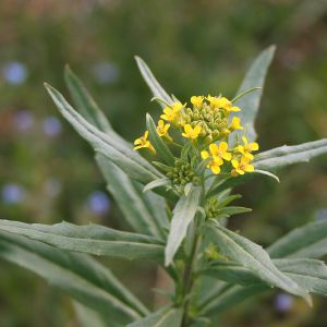 Tvertikas, smalkinis