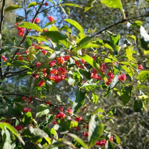 Ožekšnis, europinis