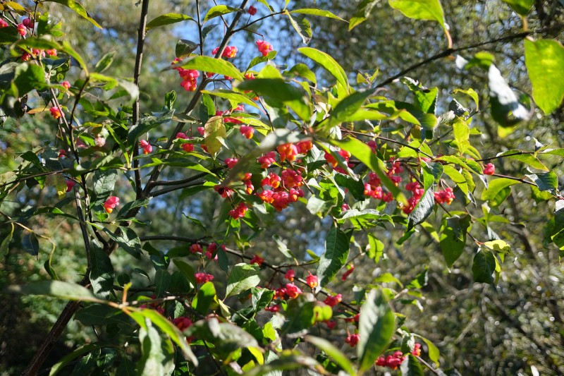 Ožekšnis, europinis