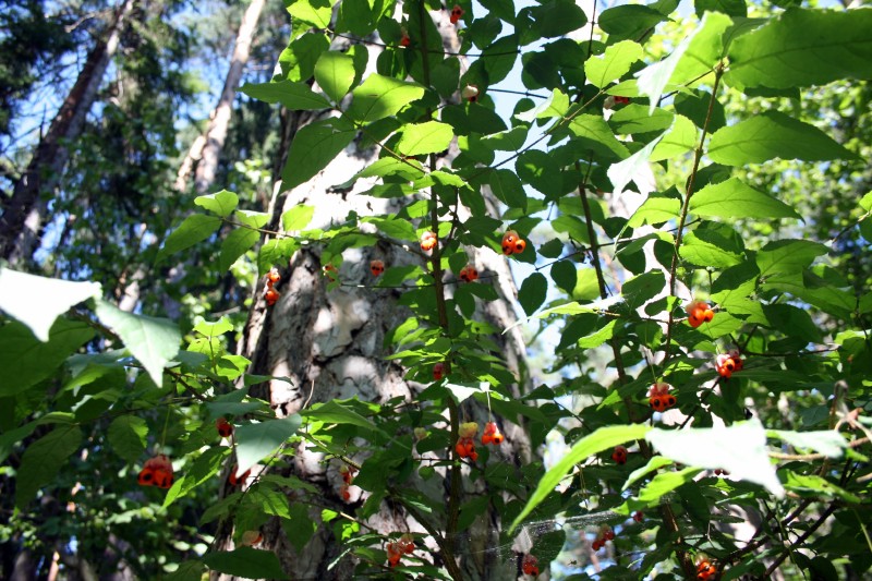 Ožekšnis, karpotasis