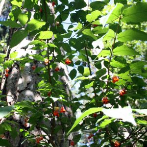 Ožekšnis, karpotasis