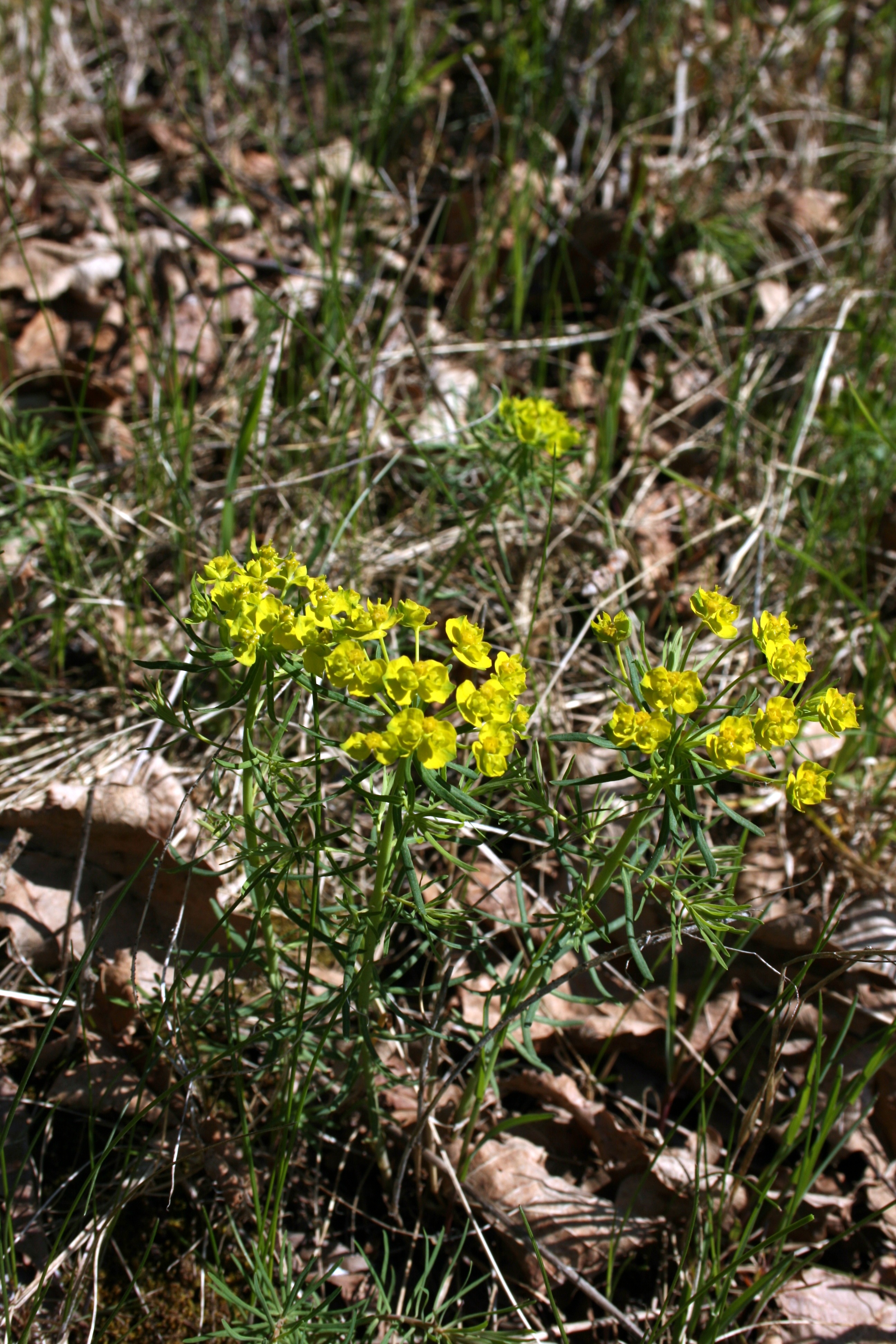 Karpažolė, siauralapė