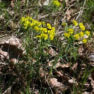 Karpažolė, siauralapė