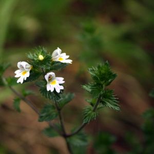 Akišveitė, pievinė