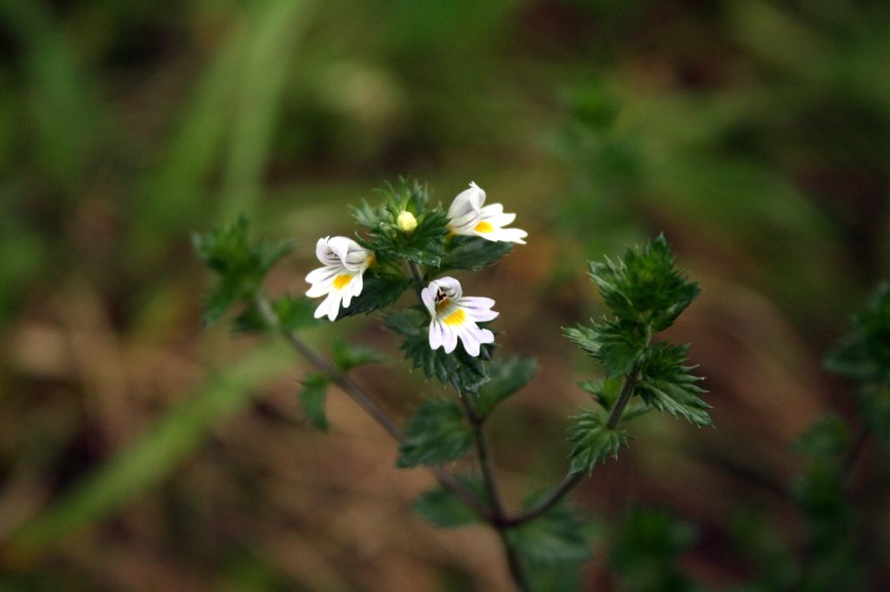 Akišveitė, pievinė