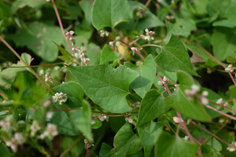 Pelėvirkštis, vijoklinis