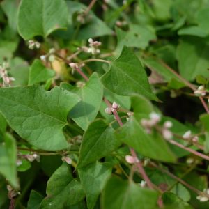 Pelėvirkštis, vijoklinis