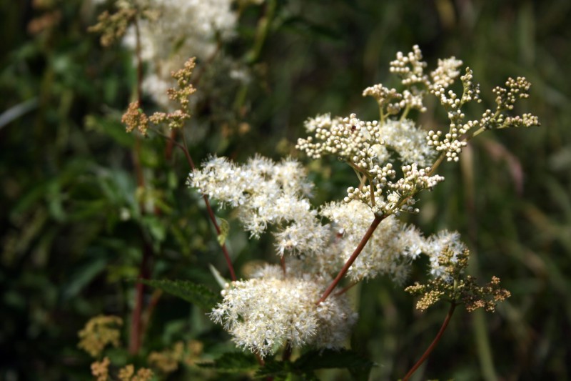 Vingiorykštė, pelkinė