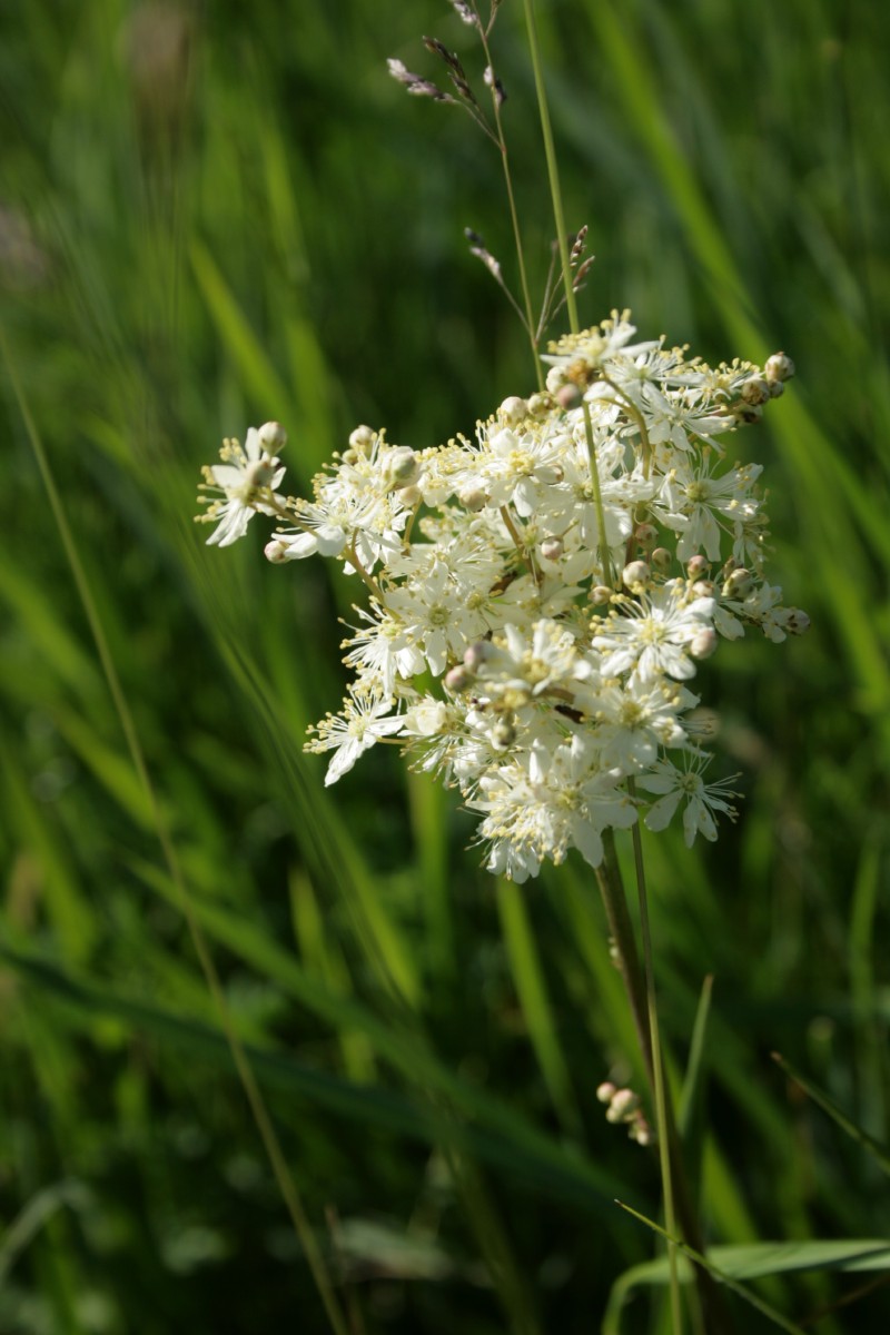Vingiorykštė, paprastoji