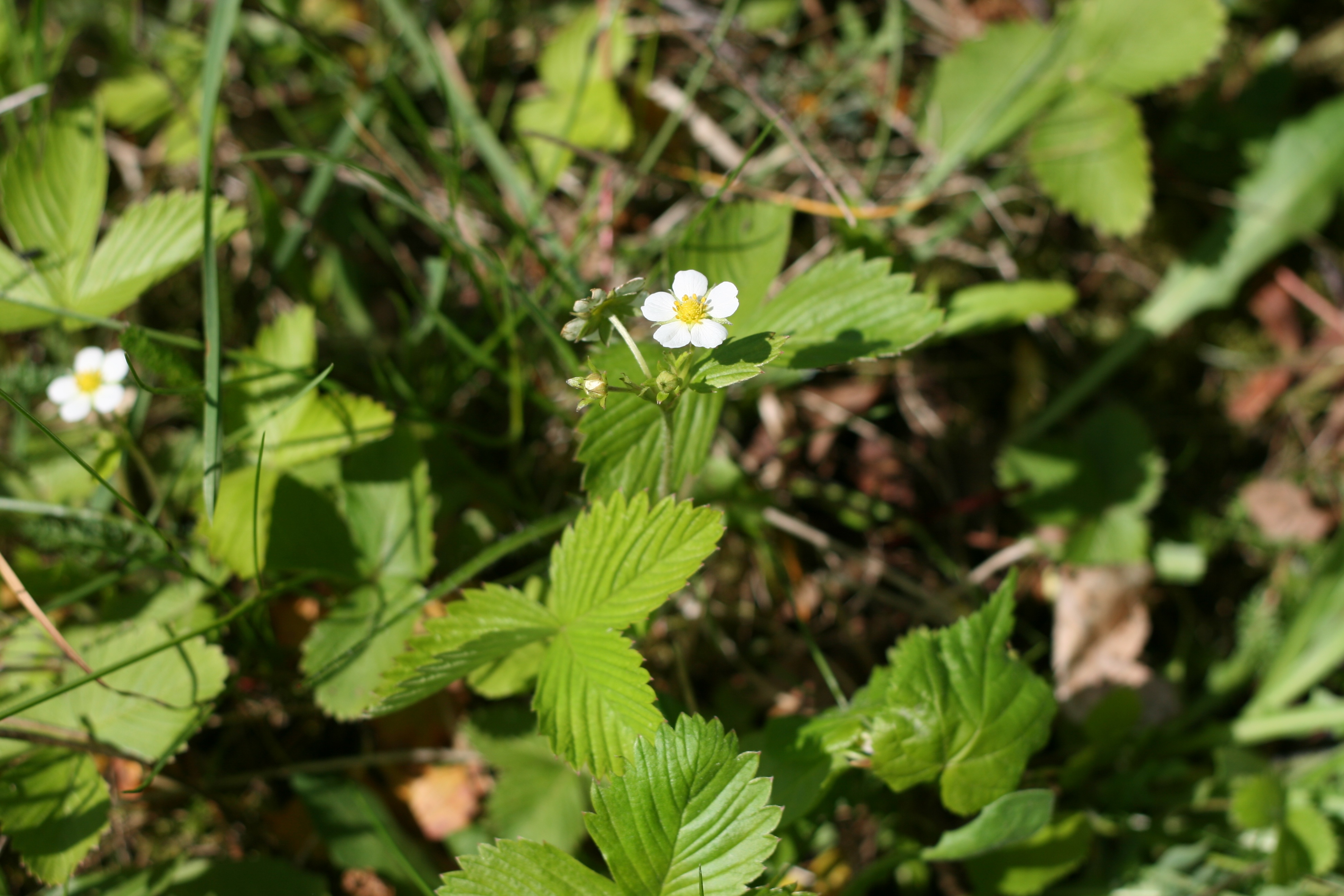 Žemuogė, paprastoji