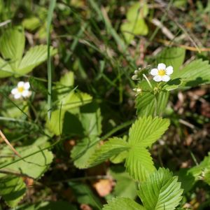 Žemuogė, paprastoji