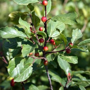 Šaltekšnis, paprastasis