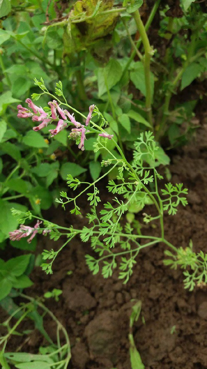 Žvirbliarūtė, vaistinė