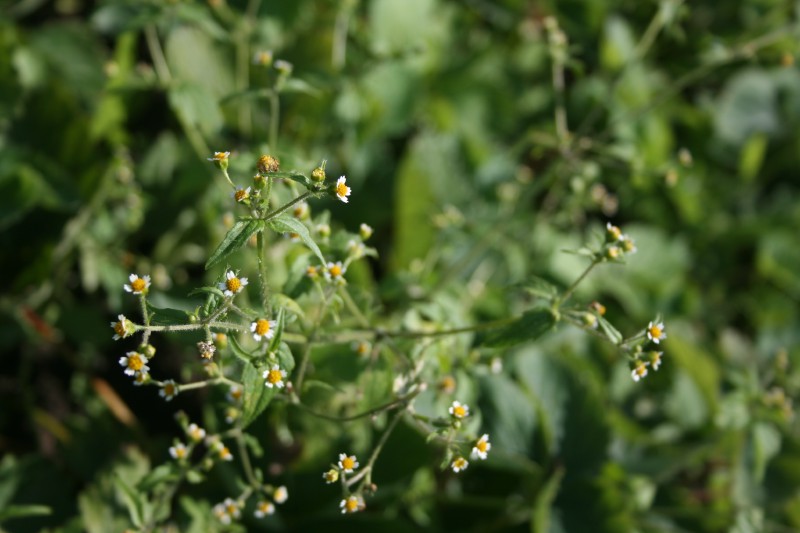 Galinsoga, smulkiažiedė