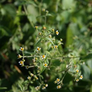 Galinsoga, smulkiažiedė