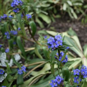 Gencijonas, melsvasis