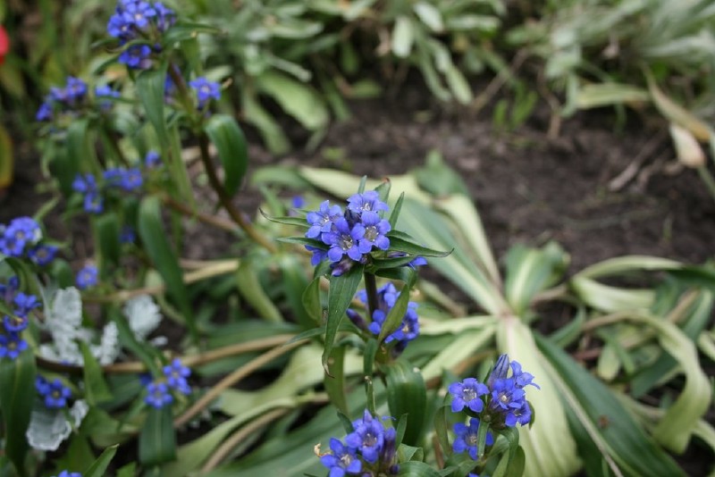 Gencijonas, melsvasis