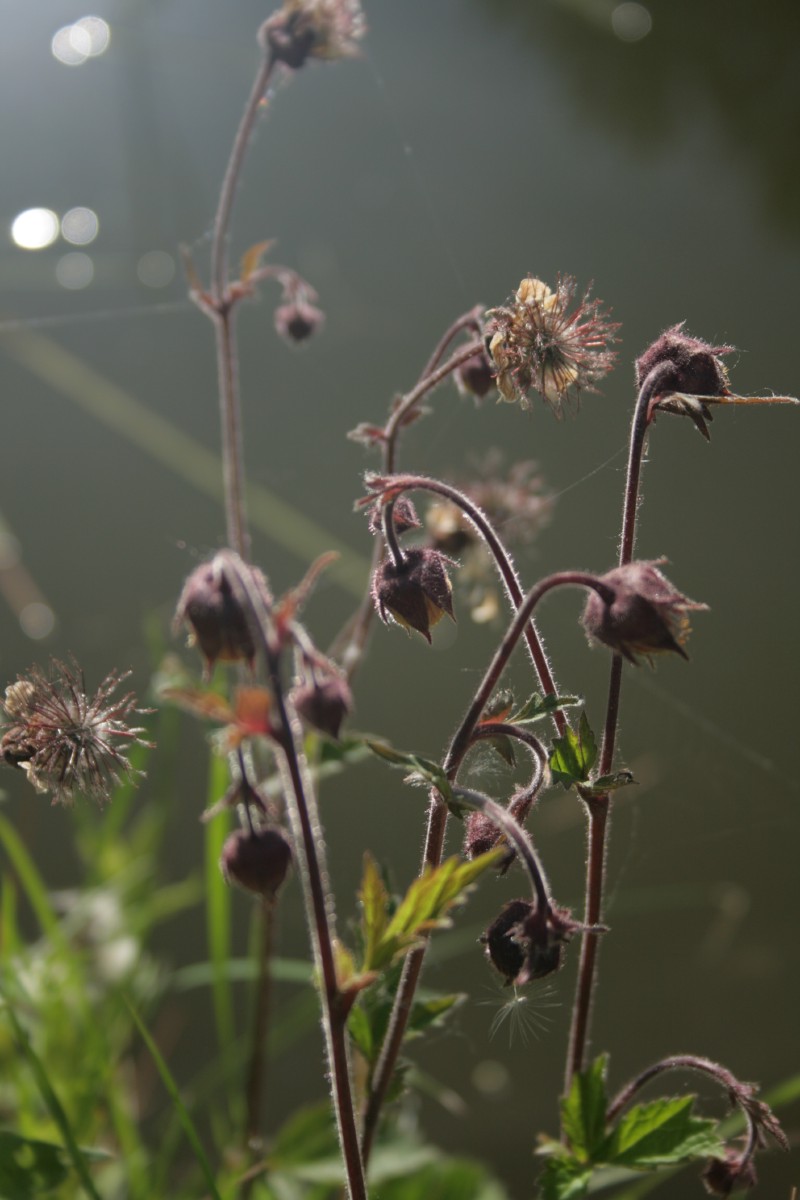 Žiognagė, raudonoji