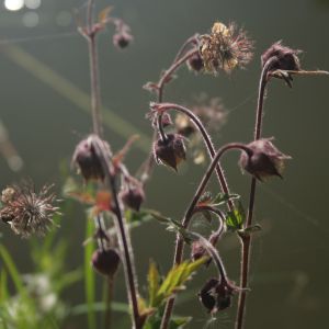 Žiognagė, raudonoji