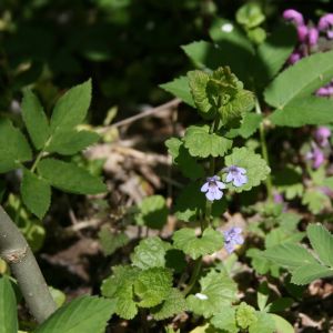 Tramažolė, šliaužiančioji