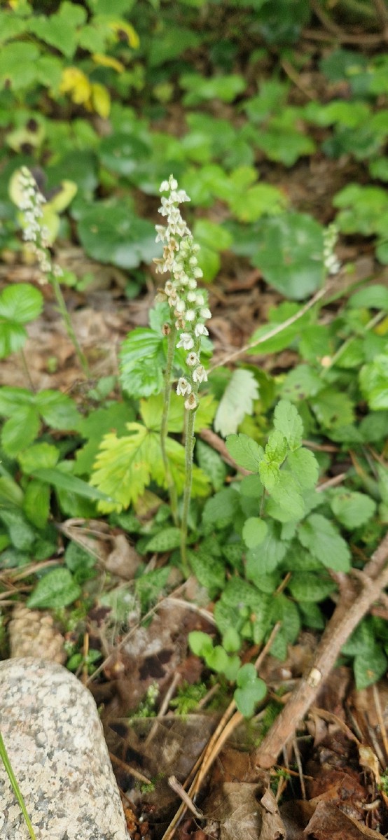 Sidabriukė, šliaužiančioji