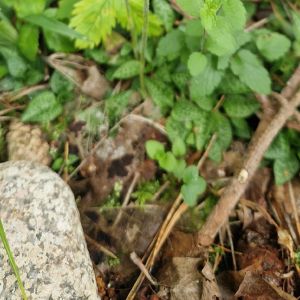 Sidabriukė, šliaužiančioji