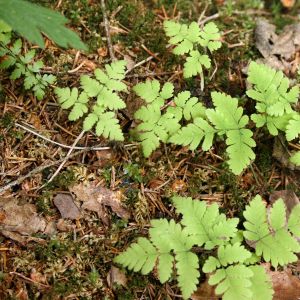 Papartenis, trikampis