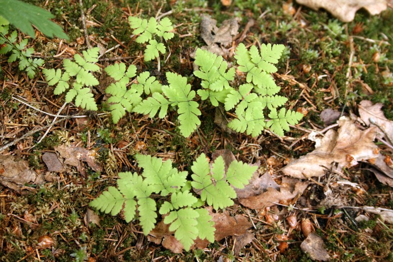 Papartenis, trikampis