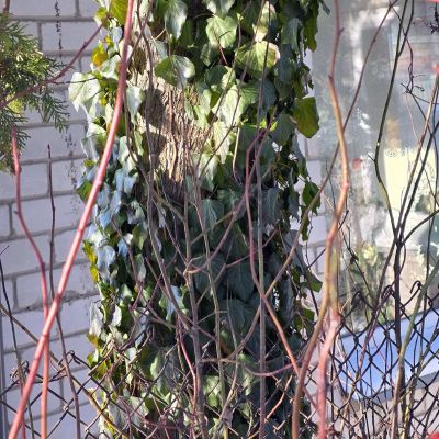 Gebenė lipa tujos kamienu