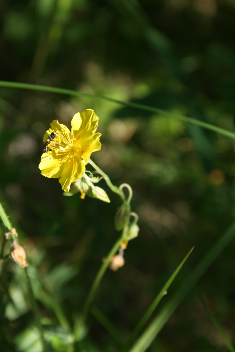 Saulenis, paprastasis