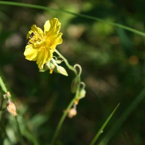 Saulenis, paprastasis