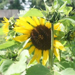 Saulėgrąža, tikroji