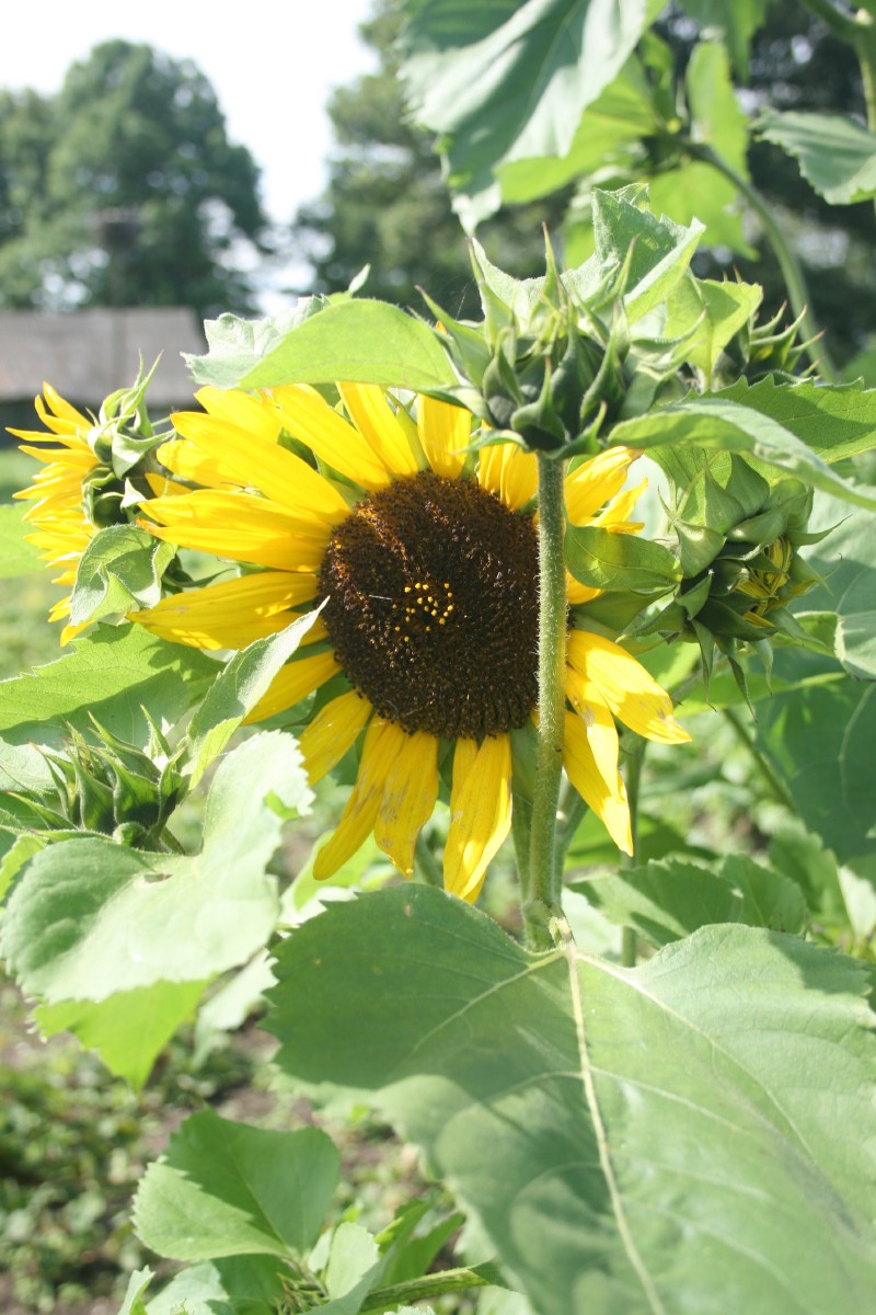 Saulėgrąža, tikroji