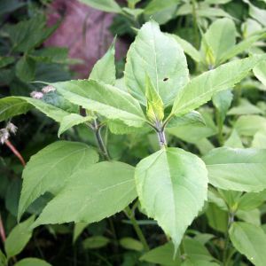 Saulėgrąža, gumbinė