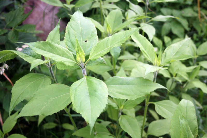 Saulėgrąža, gumbinė