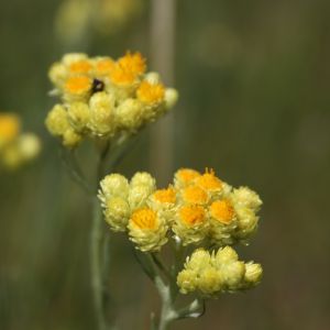 Šlamutis, smėlyninis