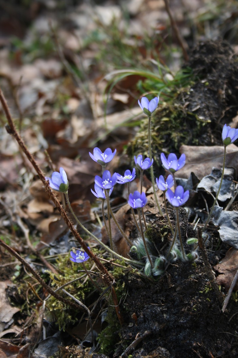 Žibuoklė, triskiautė