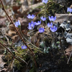 Žibuoklė, triskiautė